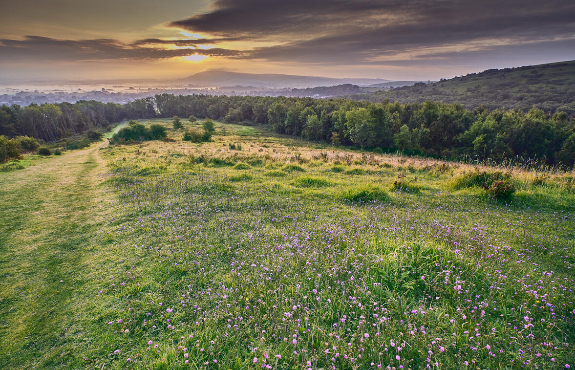 Devil&#39;s-bit Scabious, Steyning Coombe