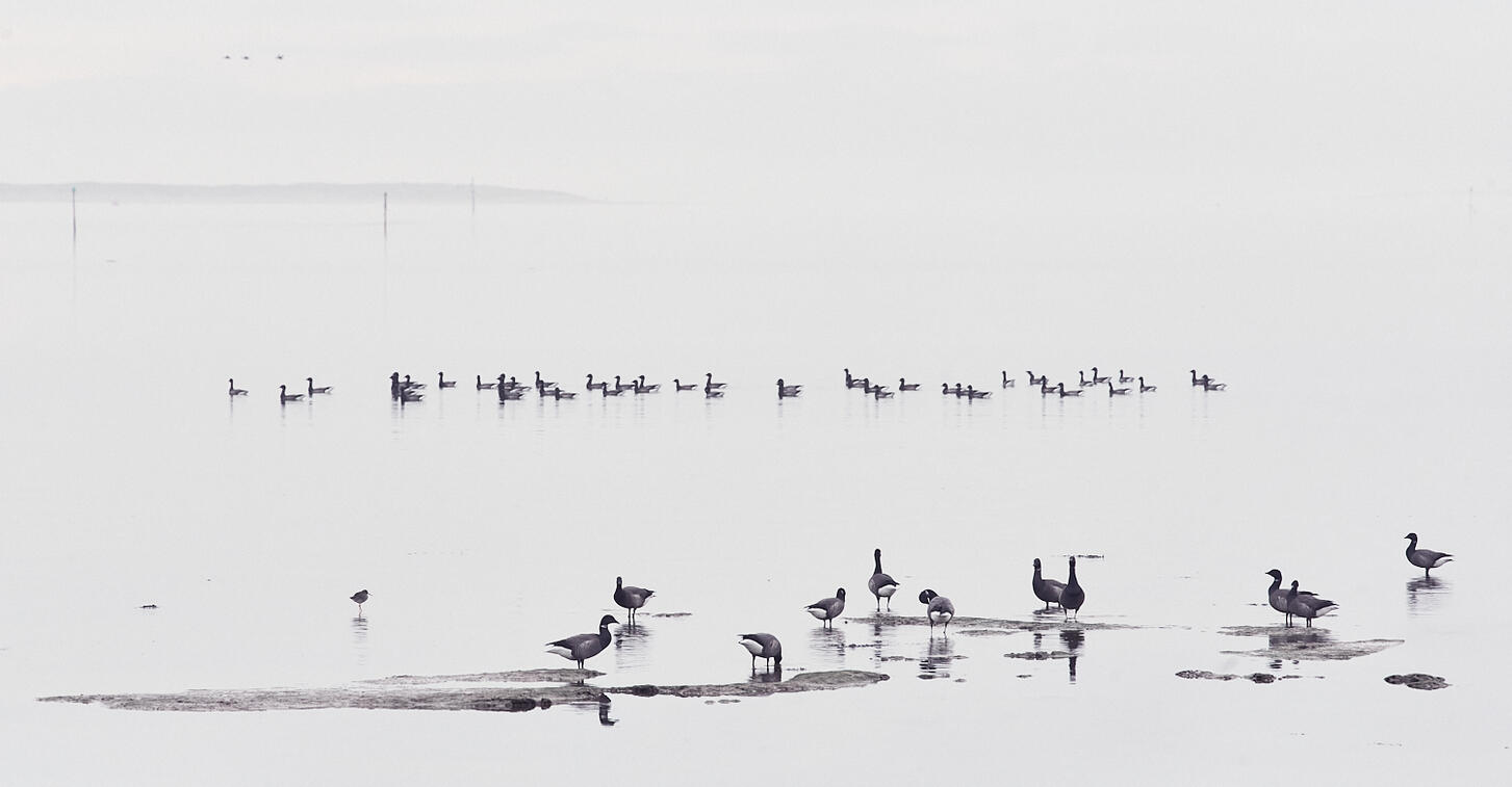 Wild Geese, Chichester Harbour
