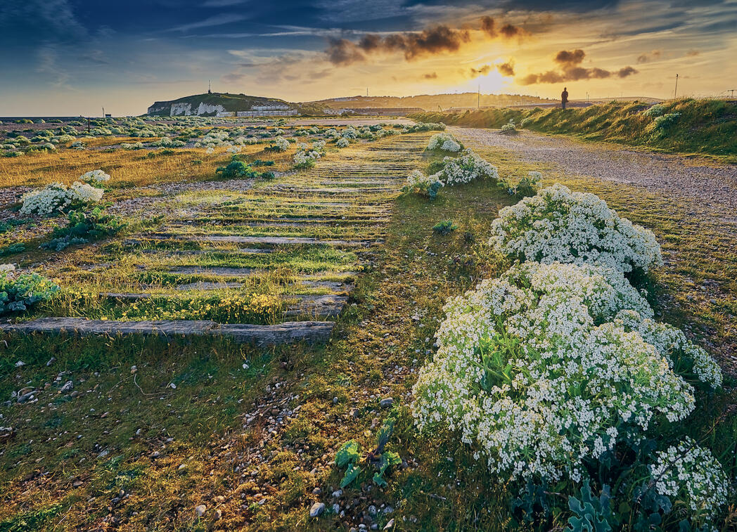 Sea Kale Sunset, Newhaven