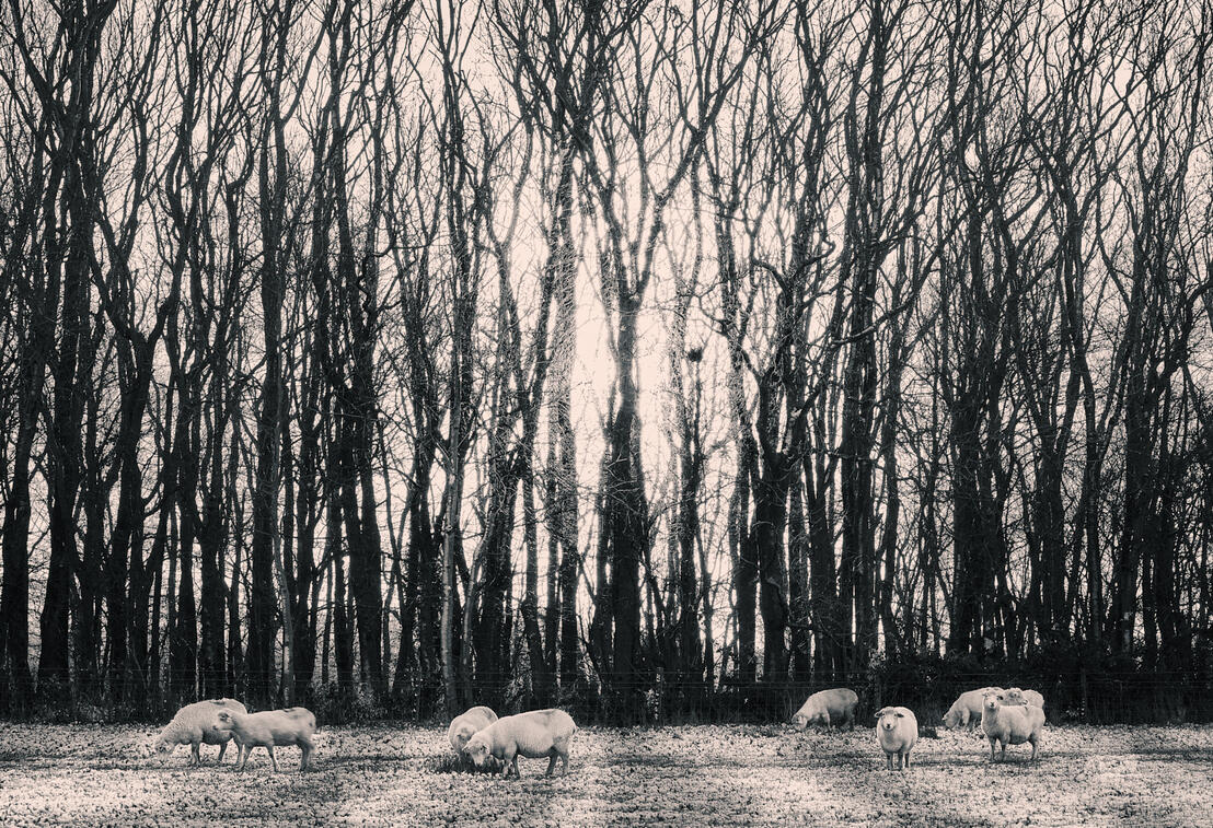 Sheep and Trees Silhouette