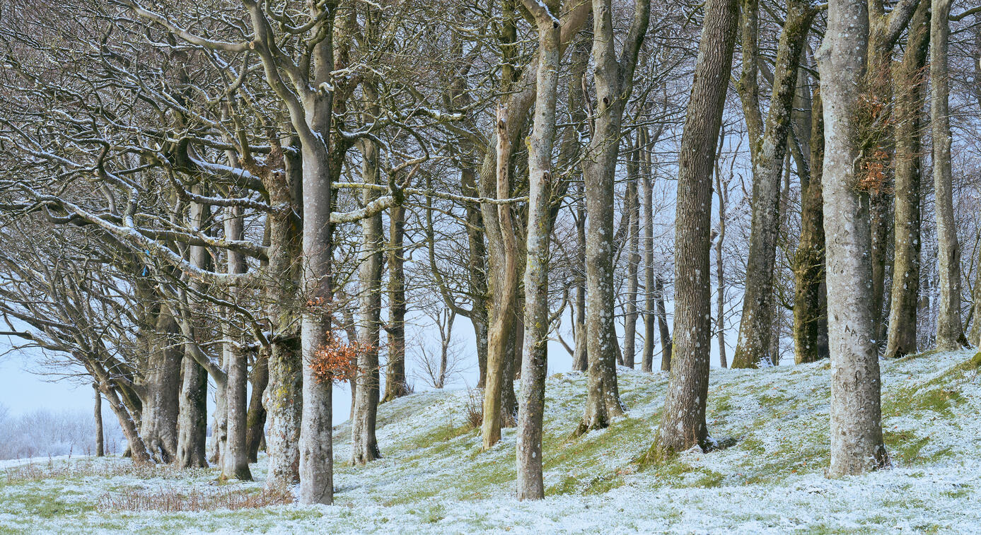Frosty Trees, Chanctonbury Ring