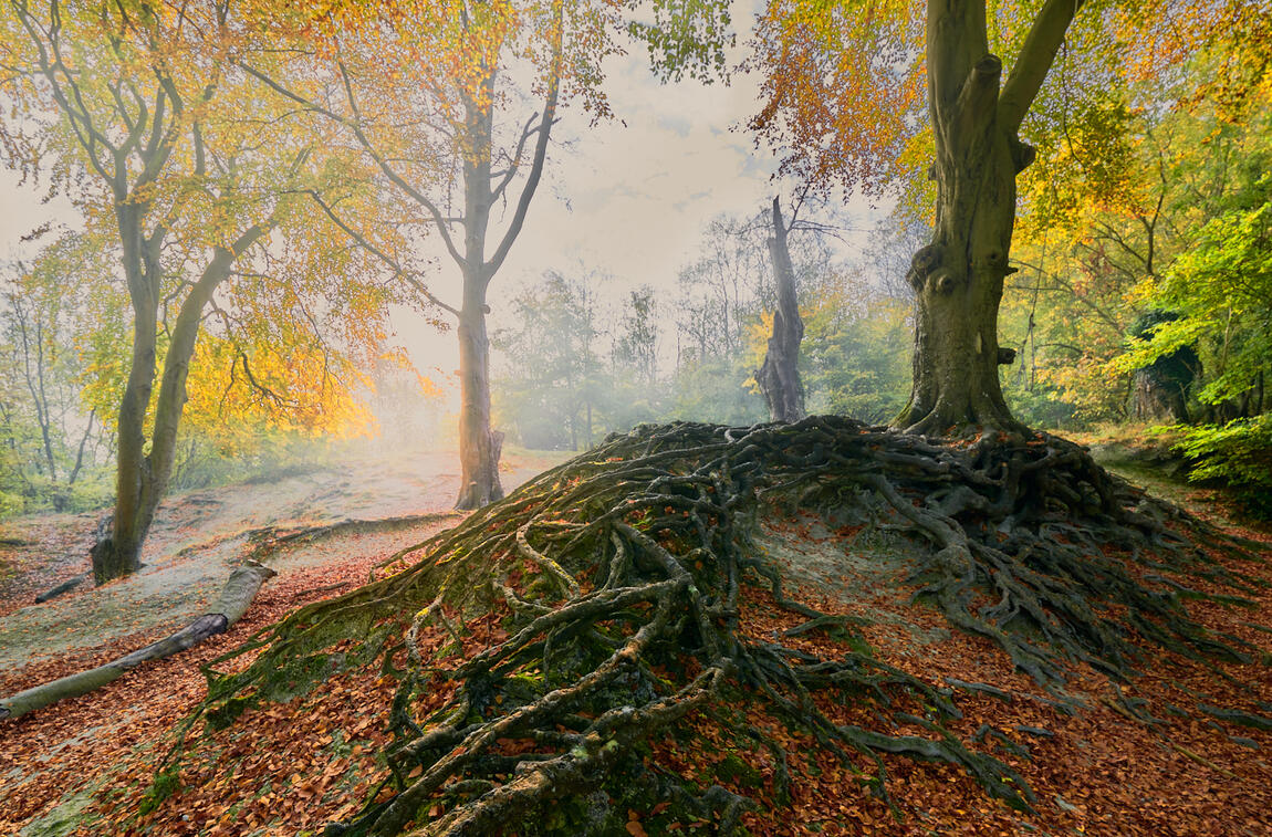 Beech Tree Roots