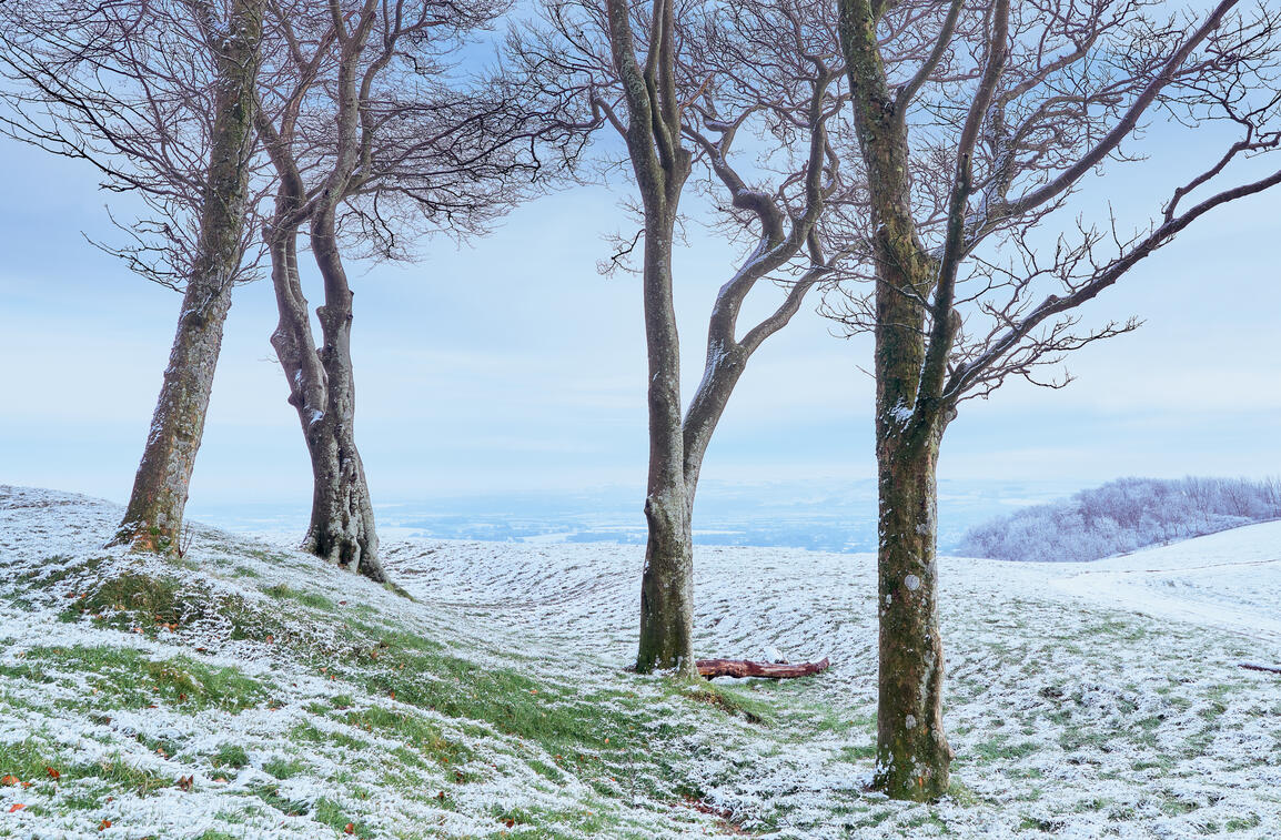 Four frozen Beech, Chanctonbury Ring