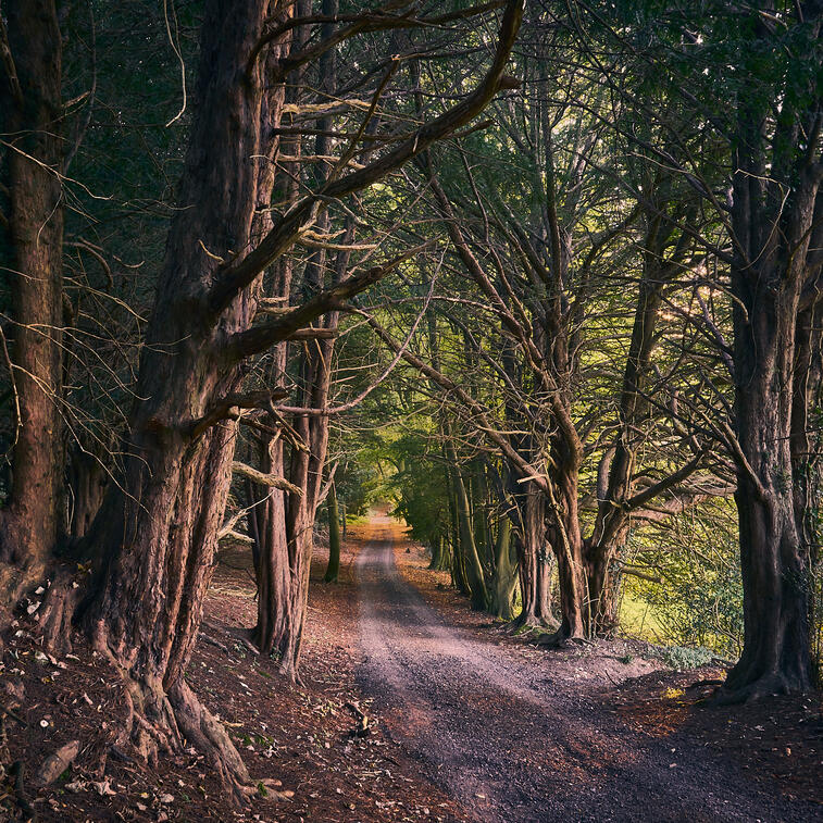 Yew Trees