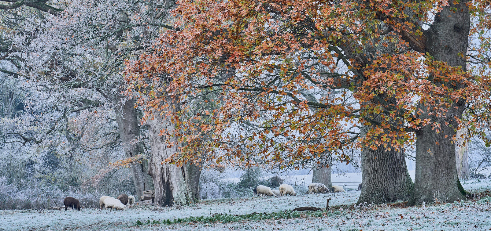 Frosty morning with sheep under Oaks