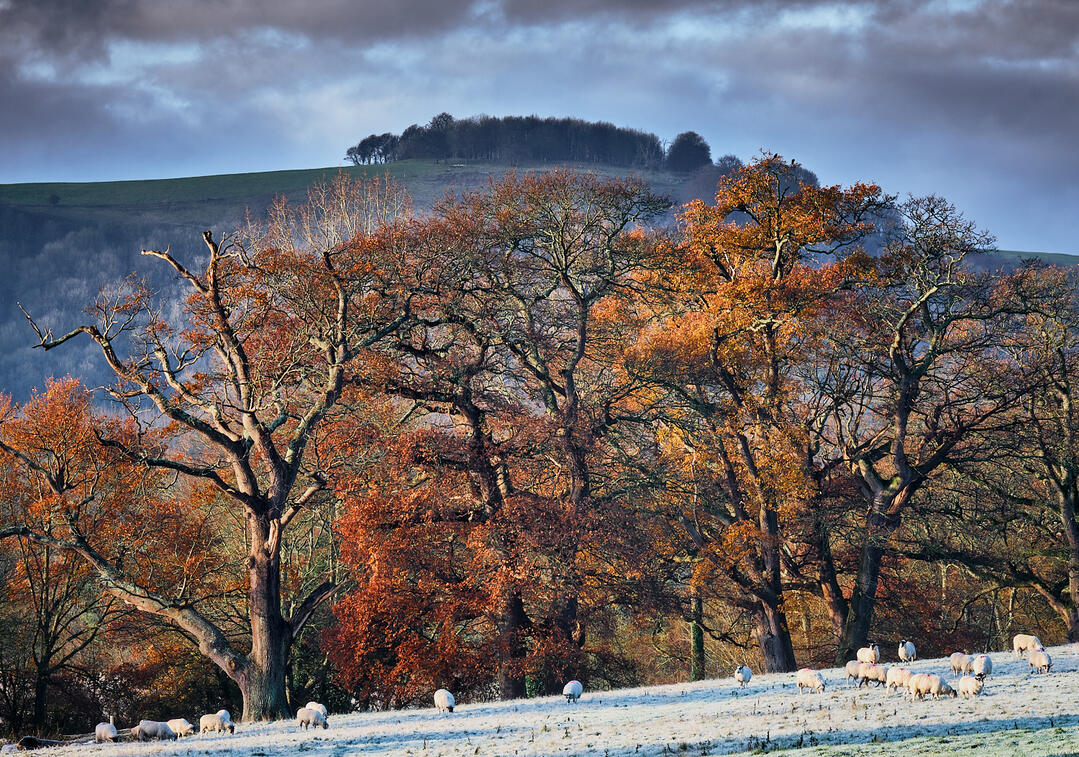 Chanctonbury Ring Autumn