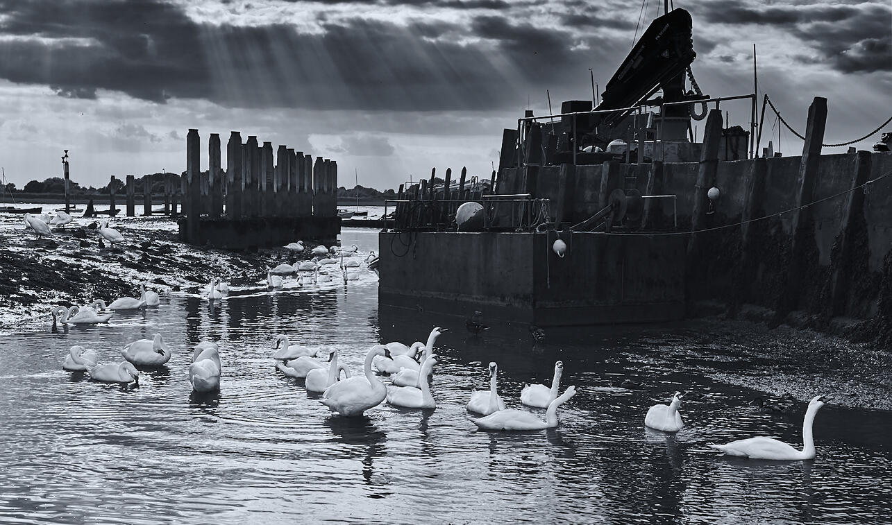 Swans at Bosham Harbour