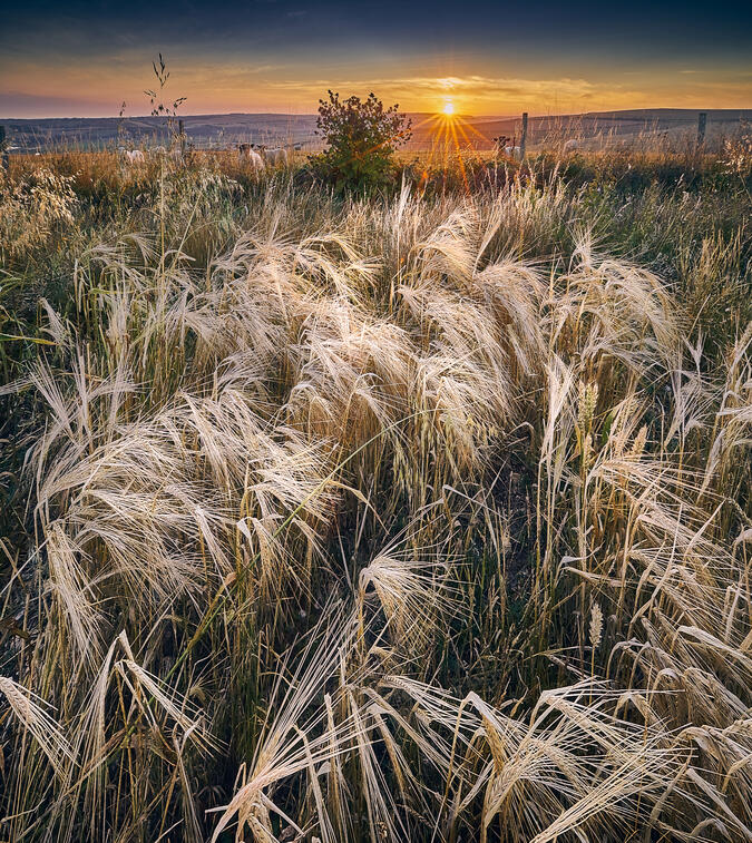 Barley Field, Sunset