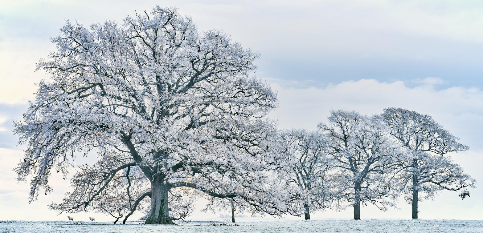 Mother and daughters