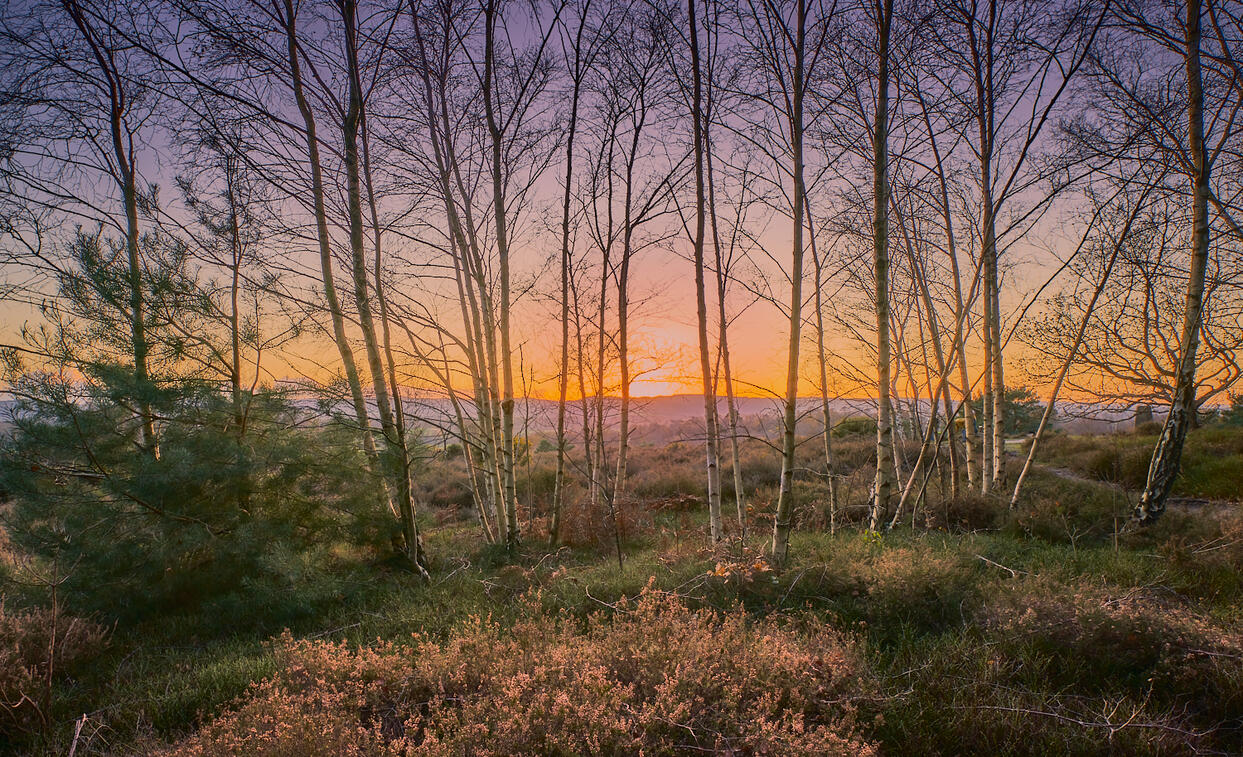 Sunset Birch Saplings