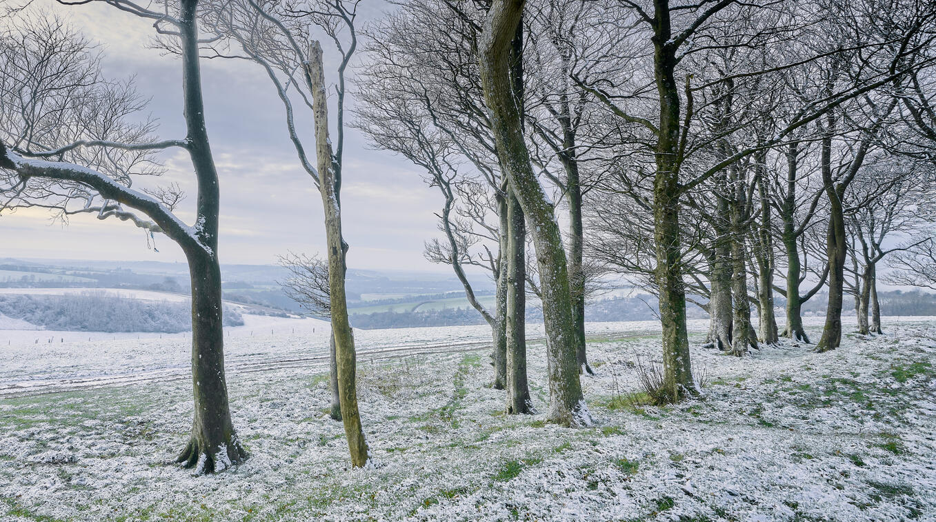 Frosty Beech Trees, Chanctonbury Ring