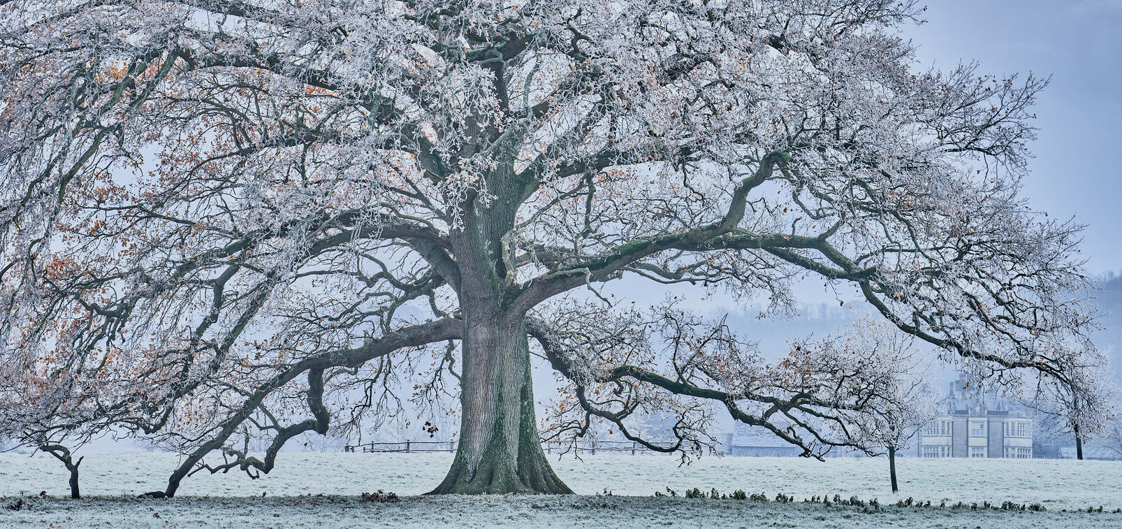 Mighty Oak in frost, Wiston Park