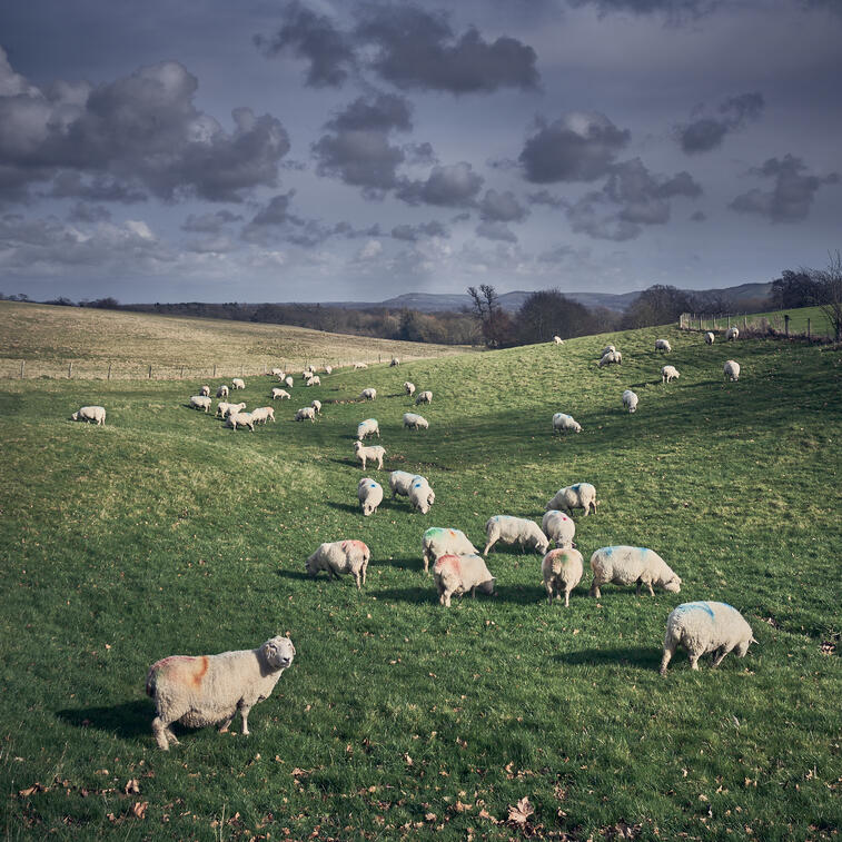 Sheep, South Downs