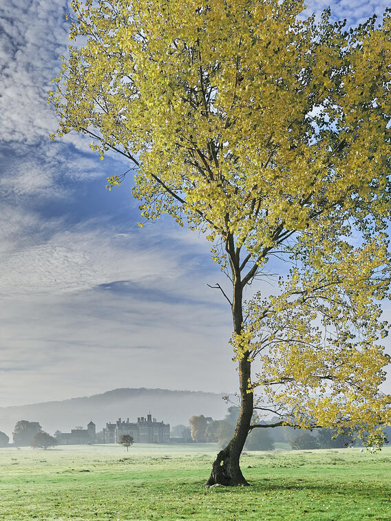 Wiston Park Autumn Tree