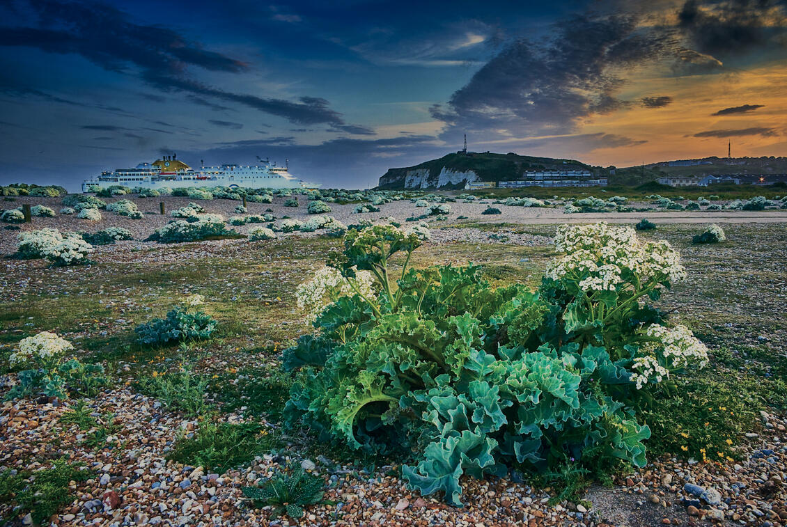Sea Kale, Newhaven Harbour