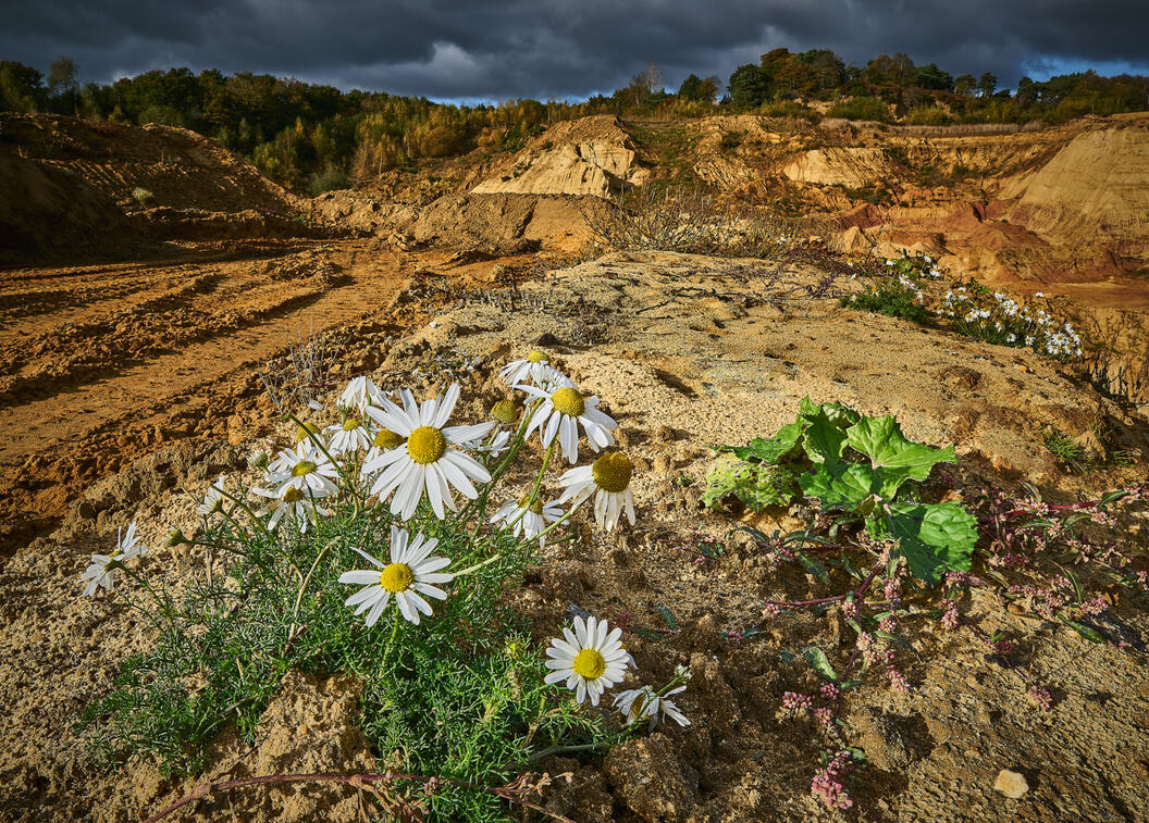 Scentless Mayweed