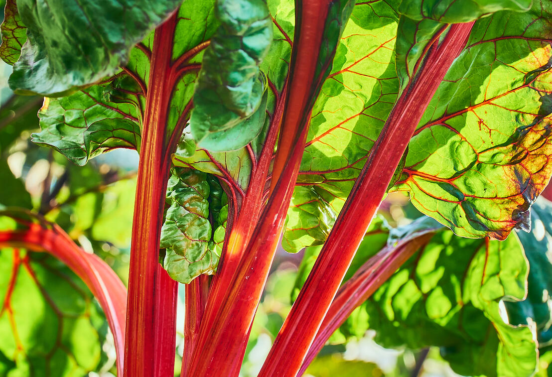 Swiss Chard Detail