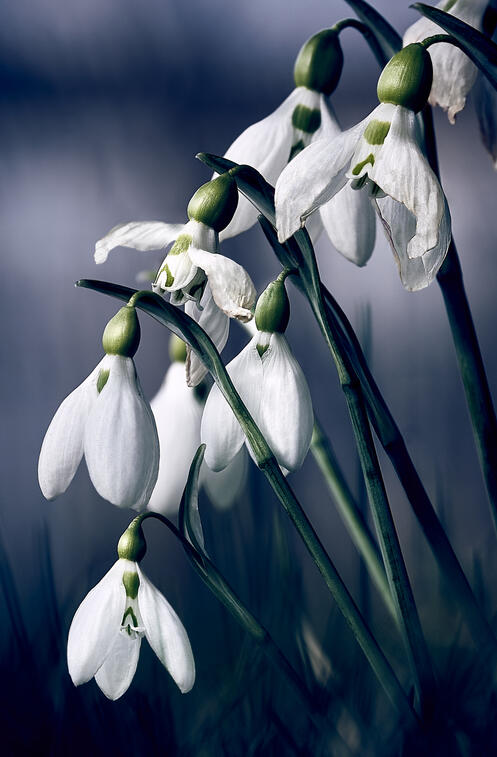 Snowdrop Detail