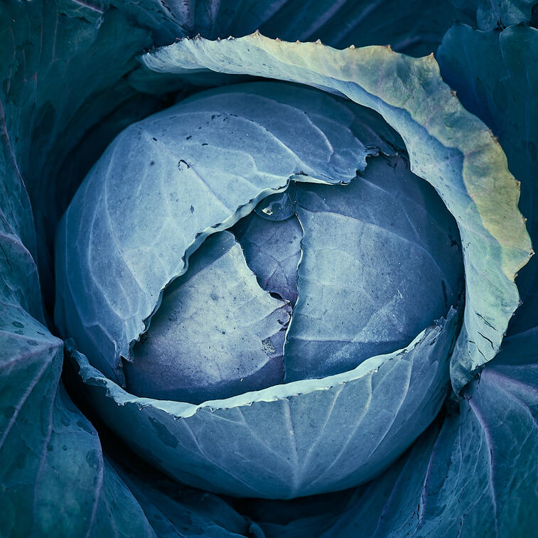 Blue Vantage Cabbage