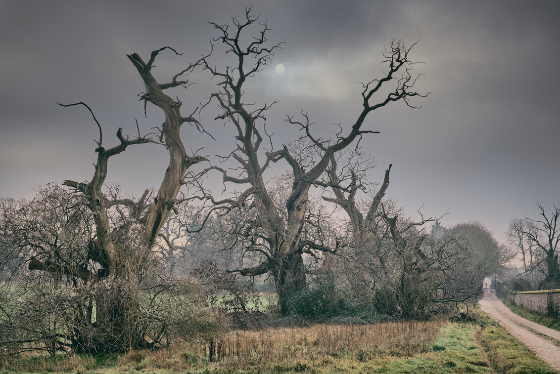 Halnaker Chestnut Trees