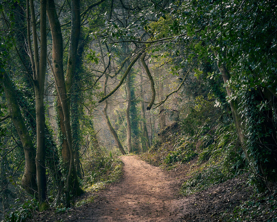 Woodland Walk
