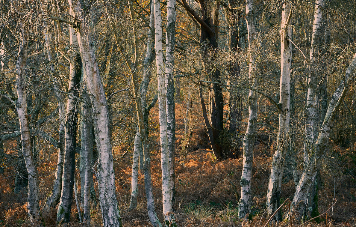 Autumn Birch Trees