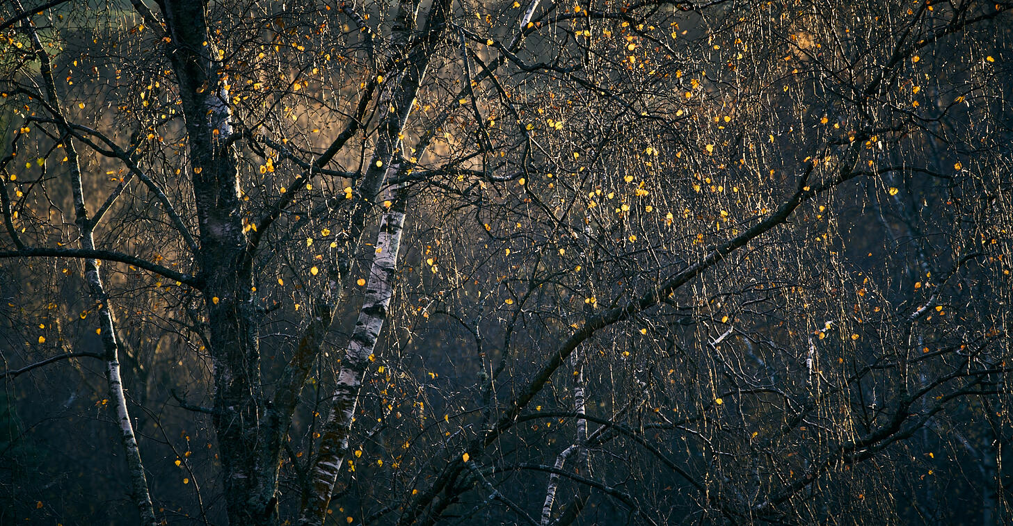 Birch sunlight