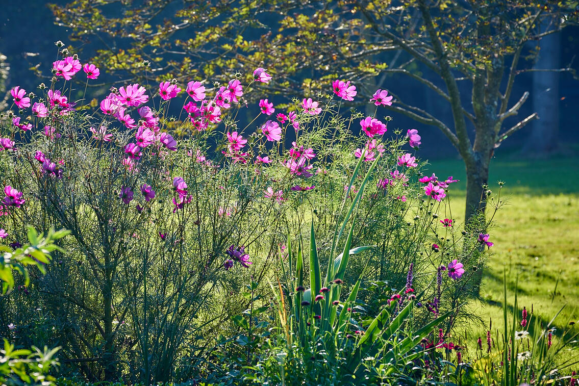 Pink Backlit Flowers