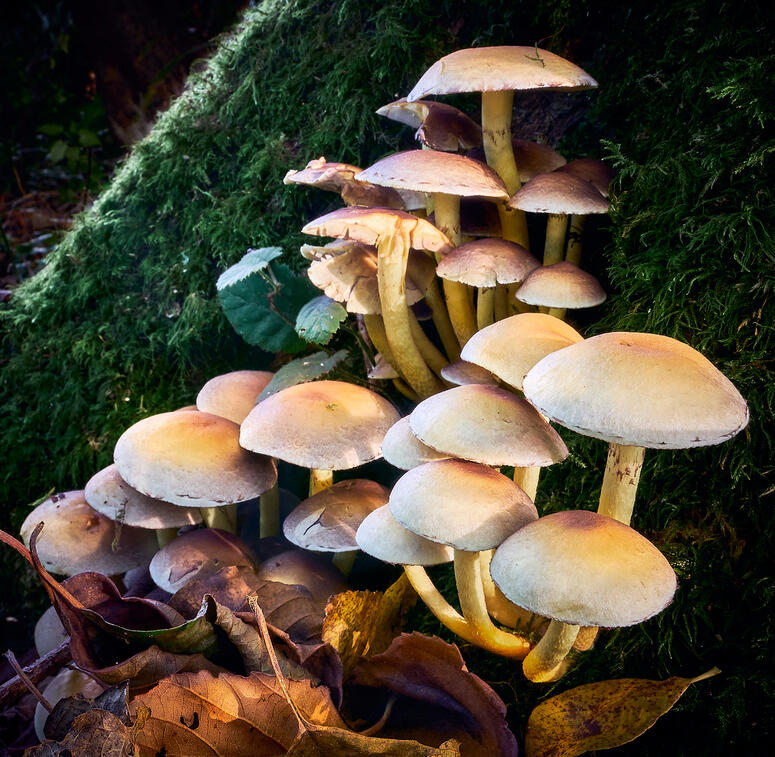 Fungi