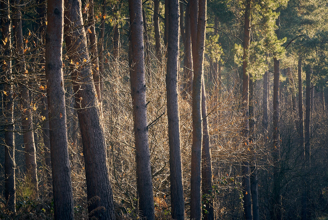 Pine forest sunshine