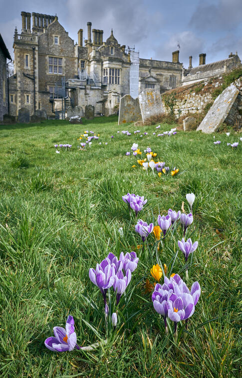 Crocus, St Mary&#39;s Wiston
