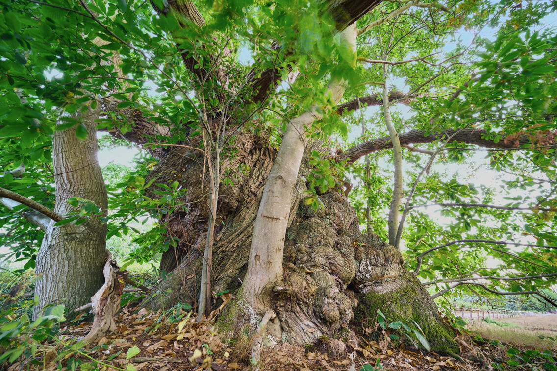 Ancient Chestnut Tree