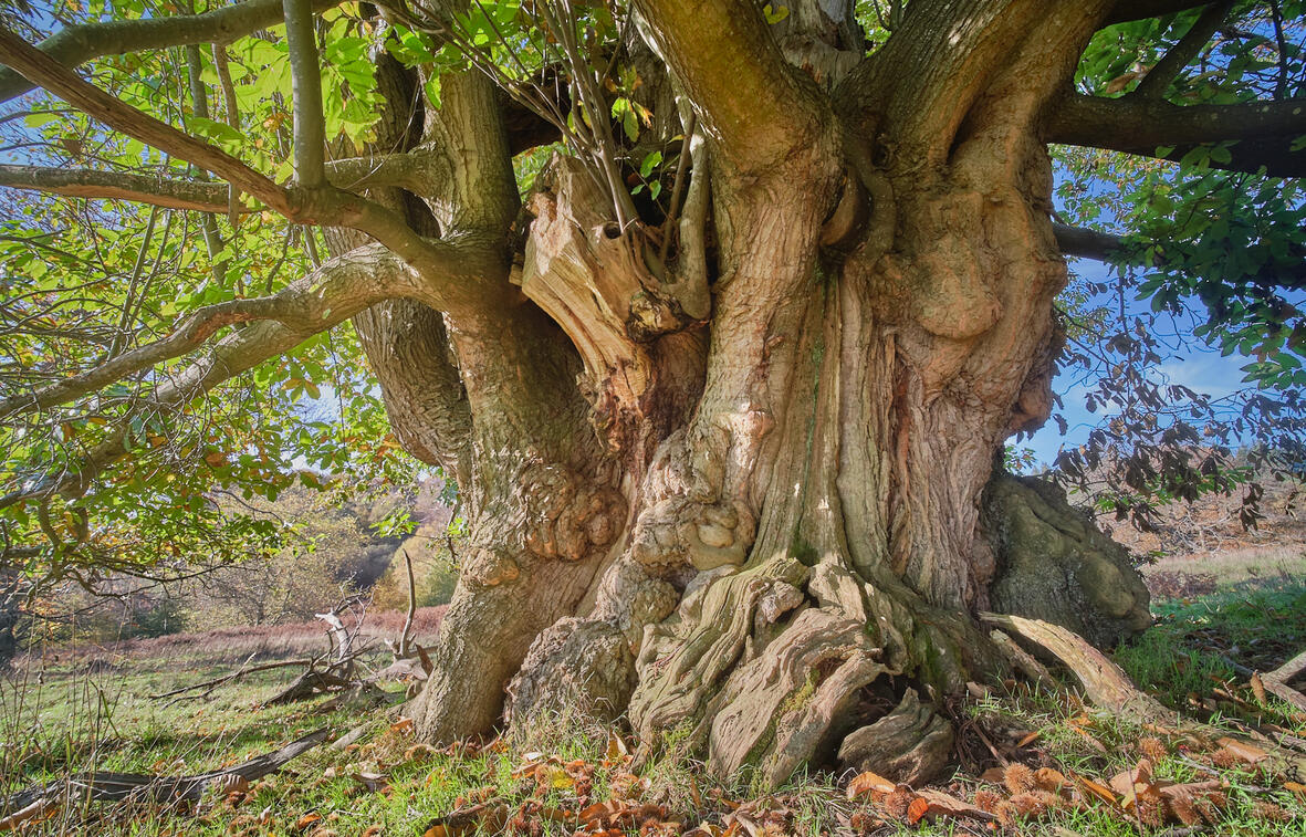 Old Sweet Chestnut Tree