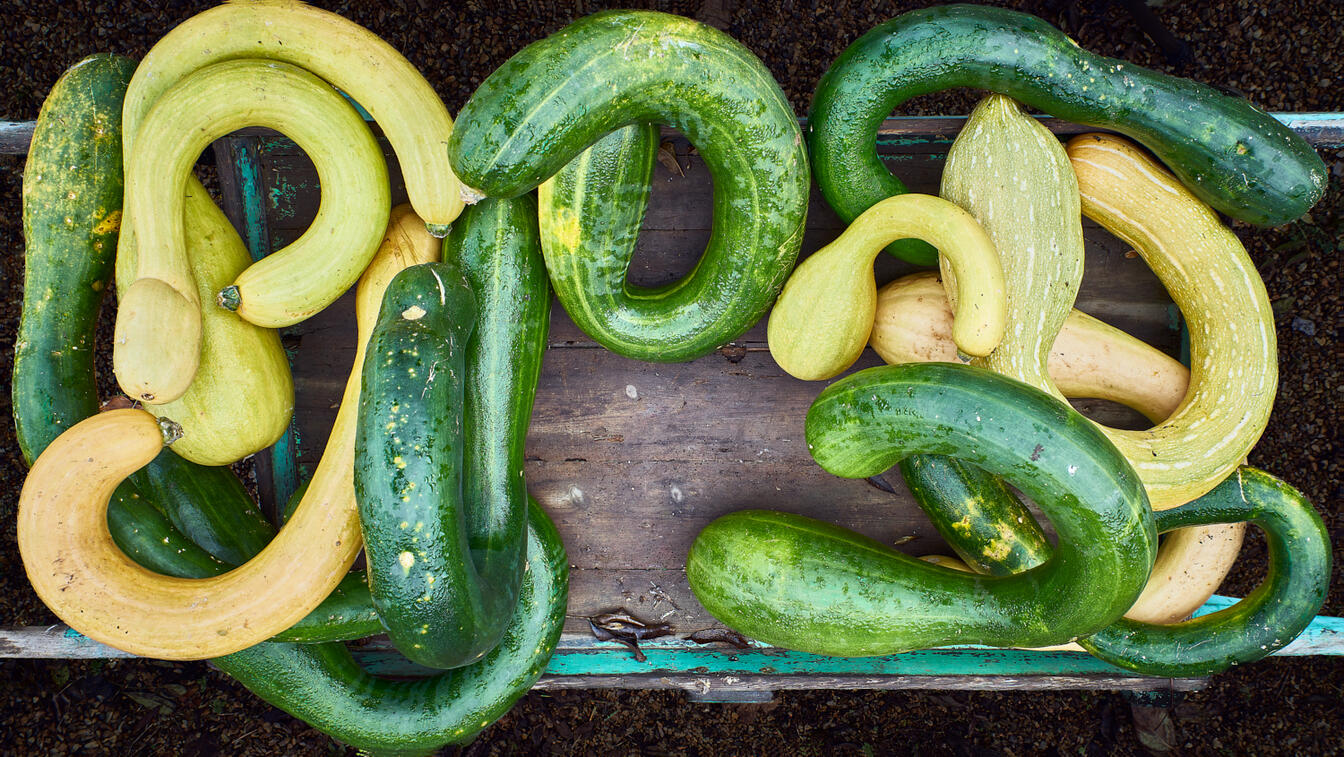 Squirming Gourds