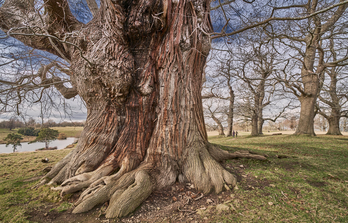 Petworth Park Chestnuts