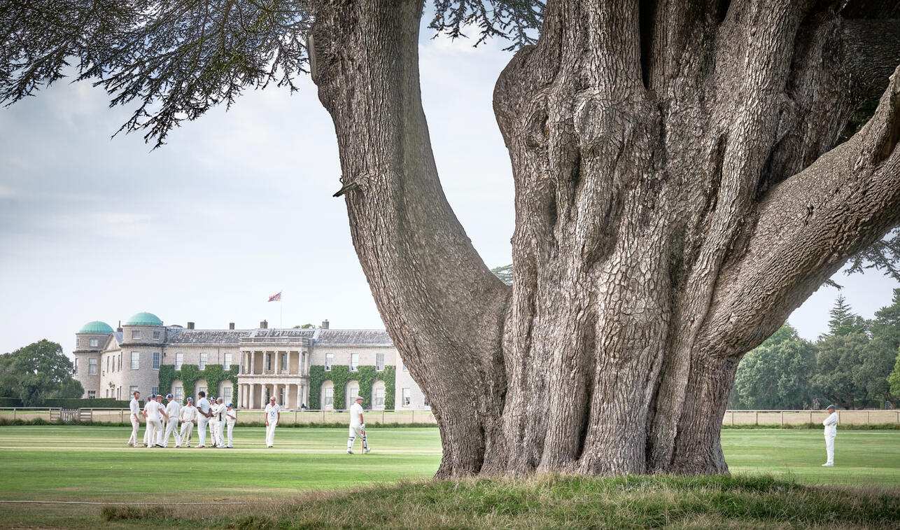 Cedar of Lebanon, Goodwood