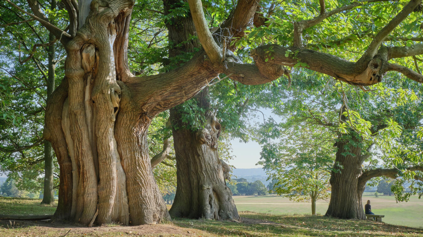 Chestnut Trees, Petworth Park