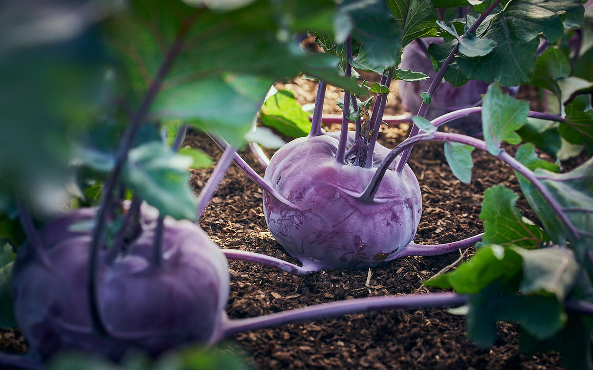 Purple Kohlrabi