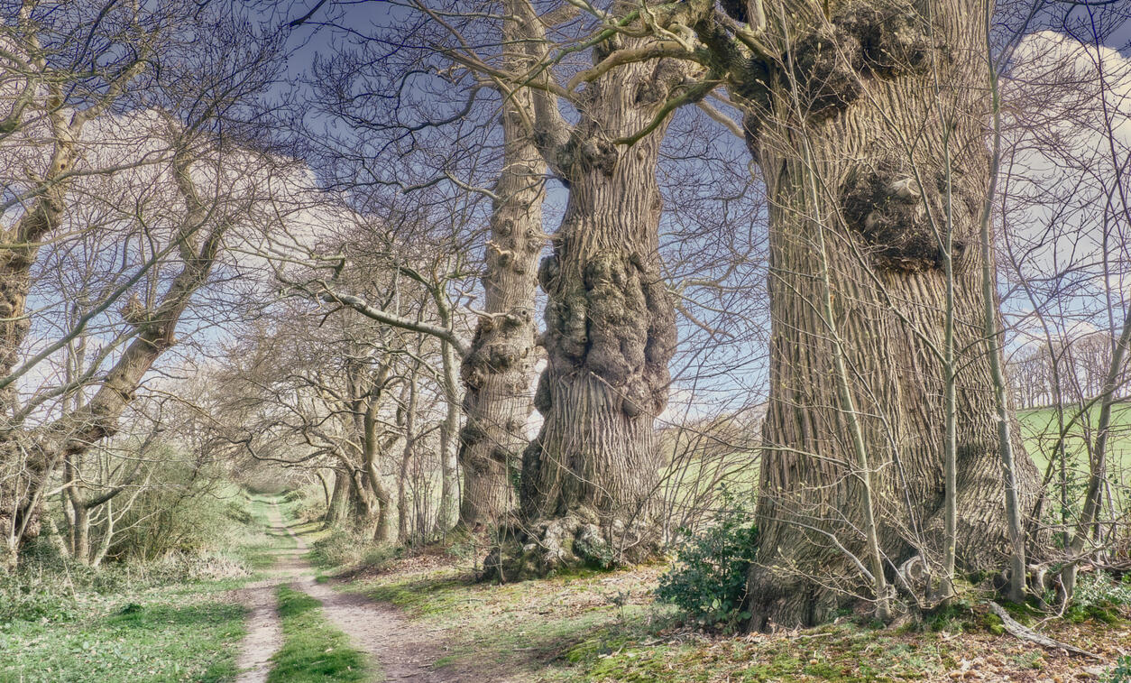 Sweet Chestnut Avenue