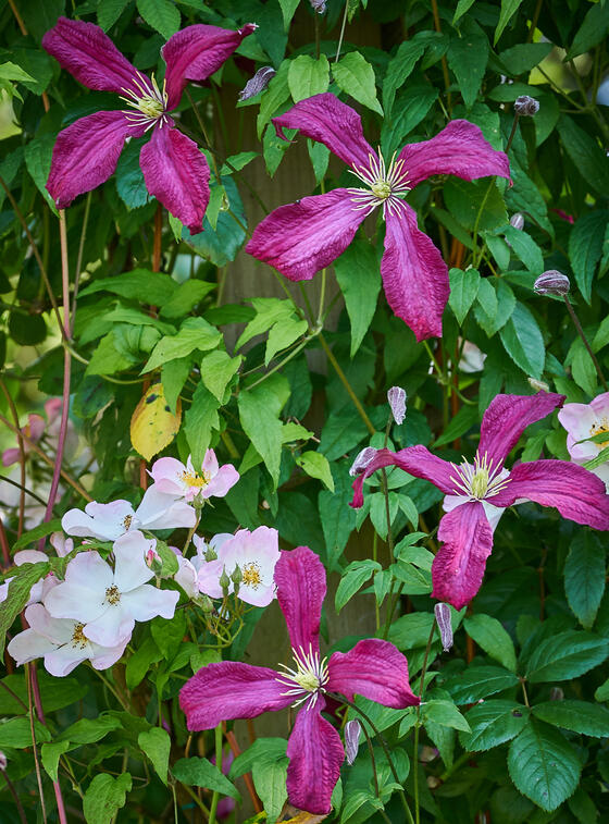 Clematis detail