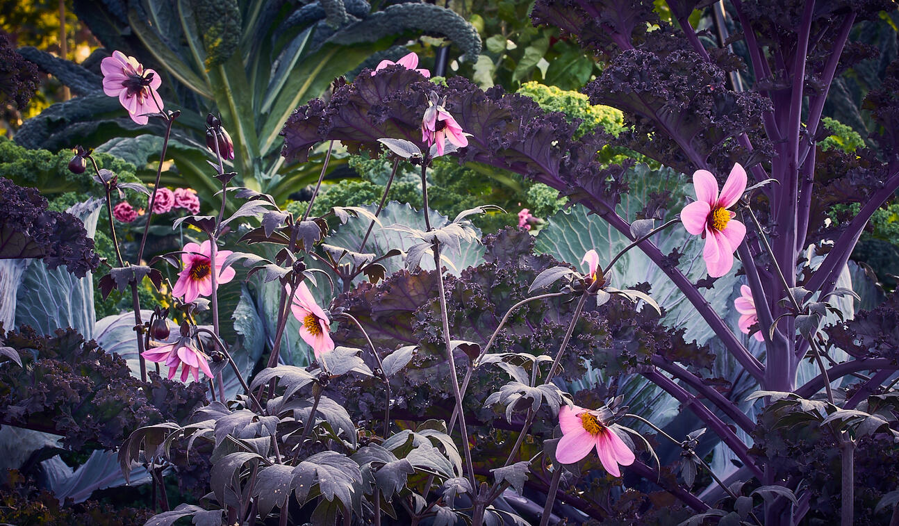 Pink Dahlias and Purple Kale
