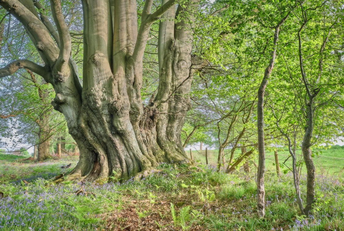 Giant Beech Tree