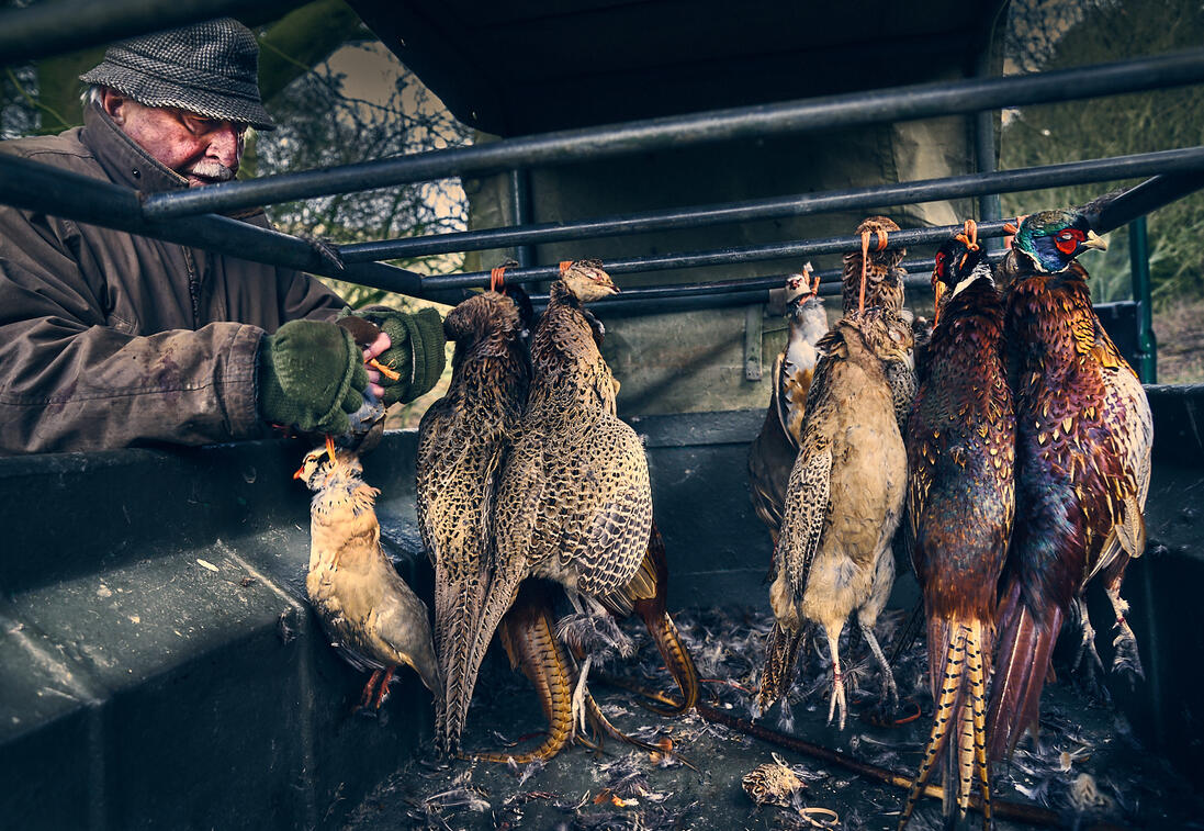 Hanging shot pheasants