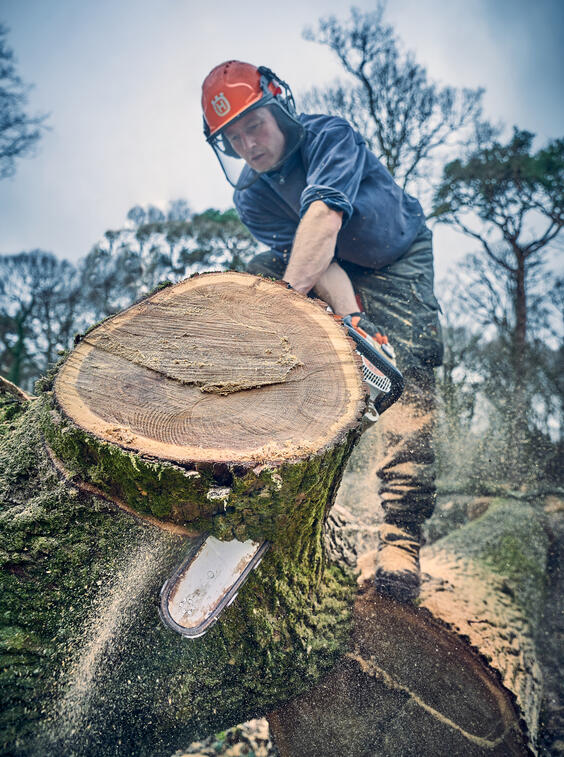 Felling an oak tree