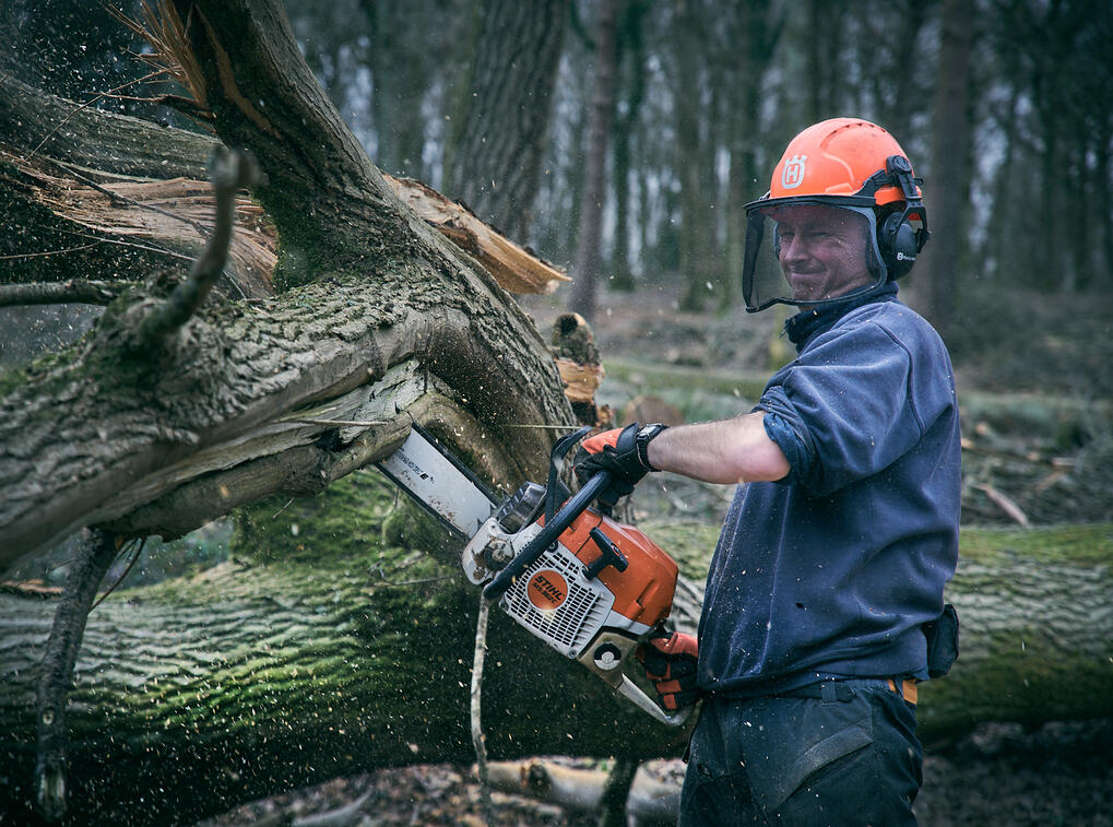 Felling an oak tree
