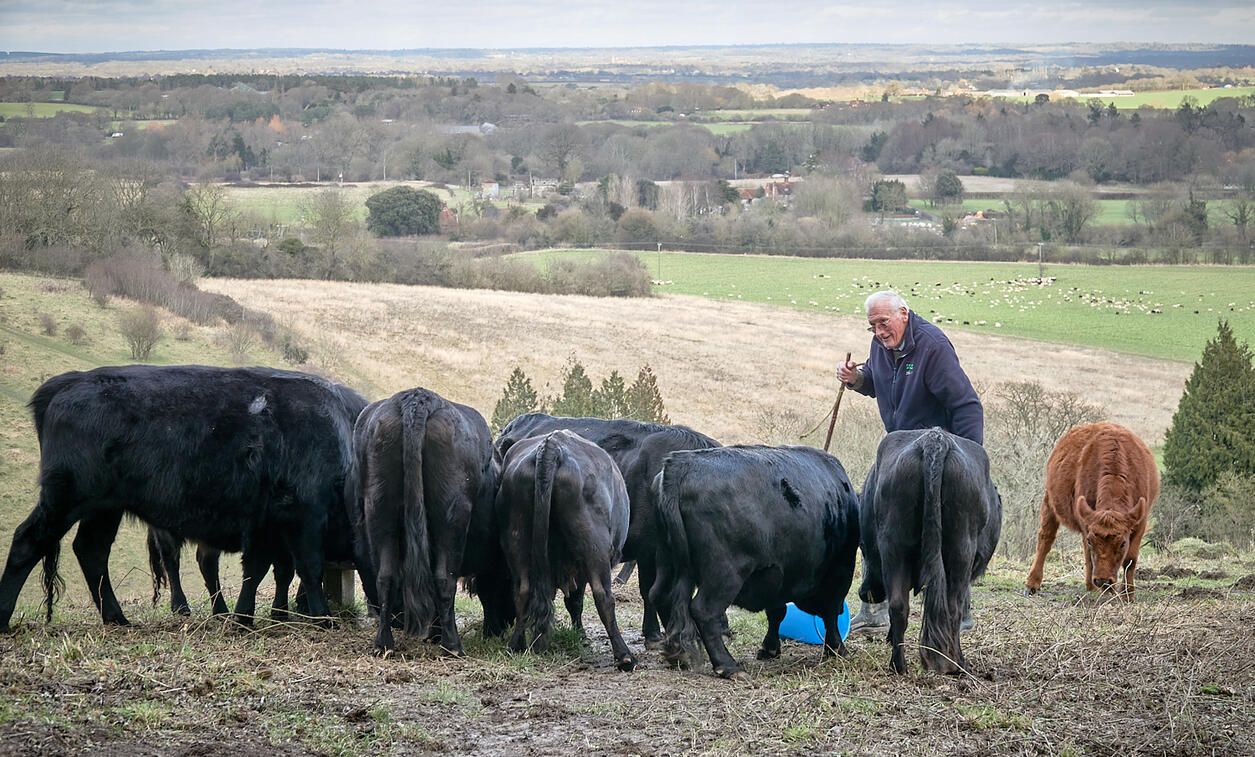Feeding Dexter cattle