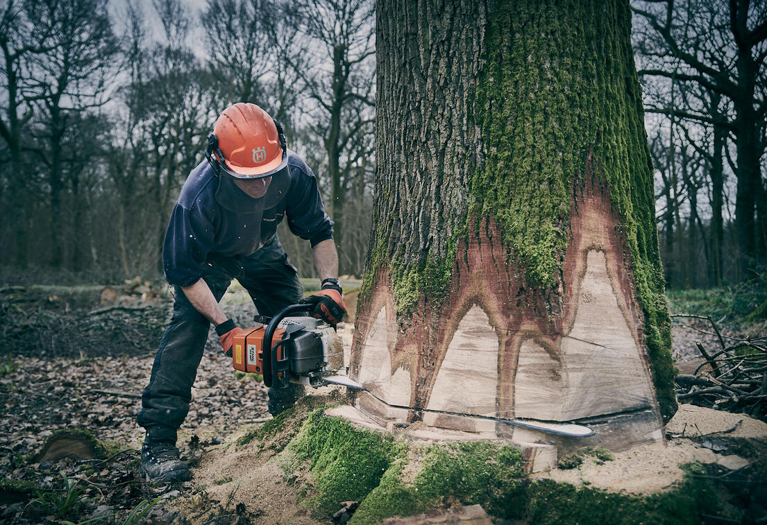 Felling an old oak tree