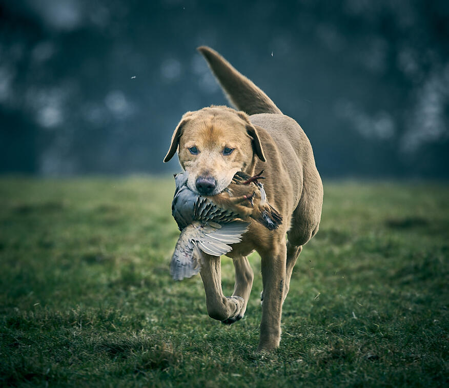 Hunting dog with shot bird