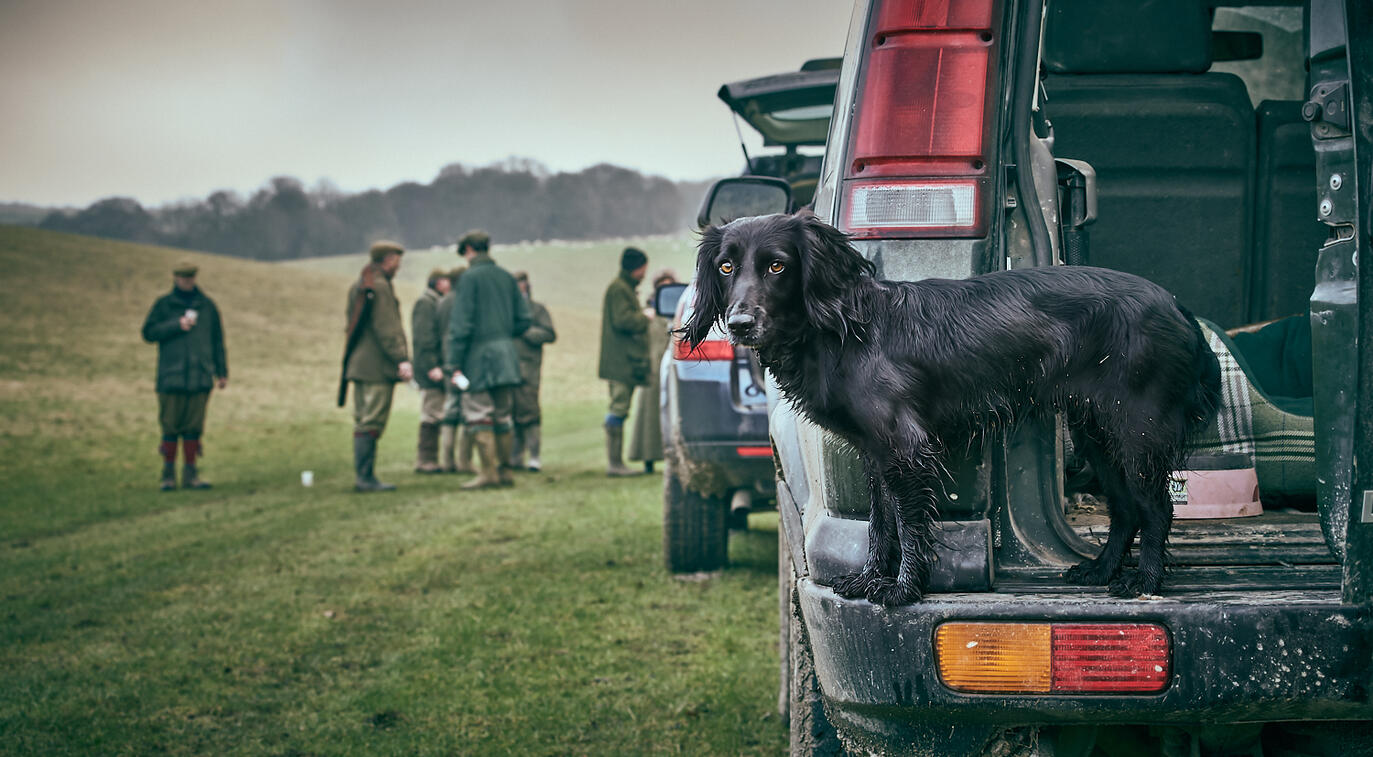 Springer Spaniel on a shoot