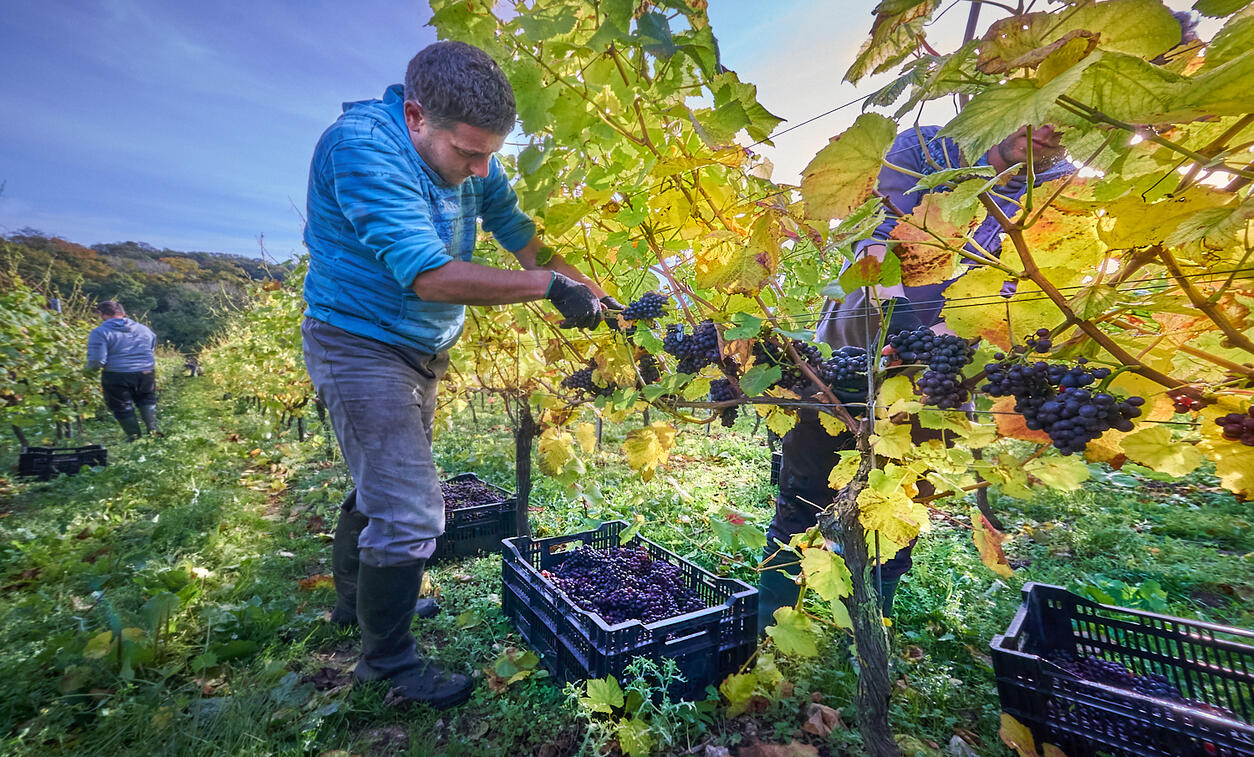 Harvesting grapes